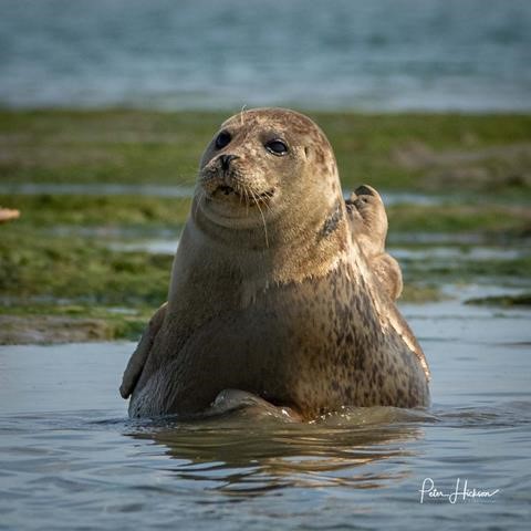 Langstone Harbour Wildlife — things to do near Wittering Sands, Hayling Island